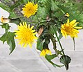 Sonchus sp. W. London.jpg