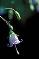 Southern harbell plant with flower like bulb campanula divaricata.jpg