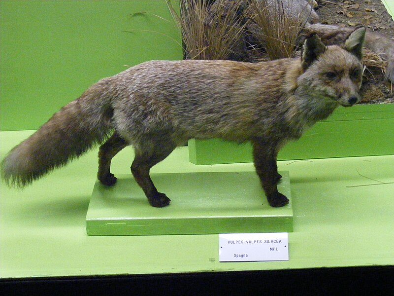 File:Spanish red fox.jpg