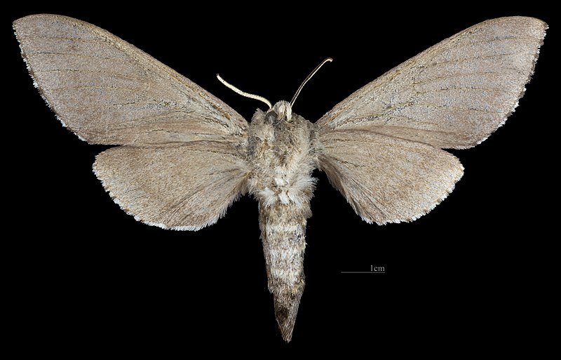 File:Sphingulus mus MHNT CUT 2010 0 317 Ussuri, Gornotajosnoje, Russia, female ventral.jpg