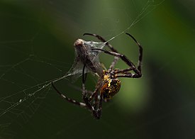 Spider's Prey