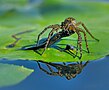 Gerandete Wasserspinne mit erbeutetem Fisch