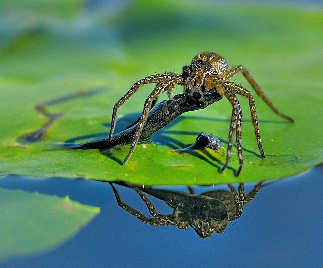 fishing spider eating a fish