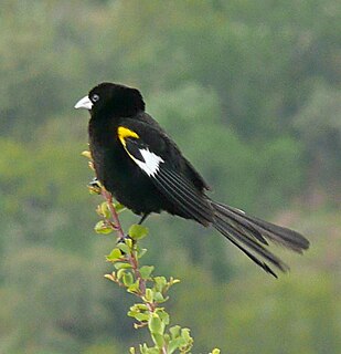 White-winged widowbird species of bird