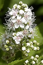 Spiraea alba üçün miniatür