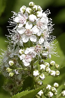 <i>Spiraea alba</i> Species of flowering plant