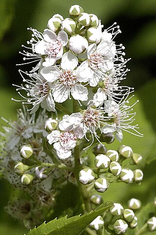 <i>Spiraea alba</i> Species of flowering plant