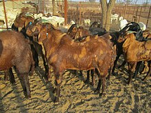 Sirohi Goat Weight Chart