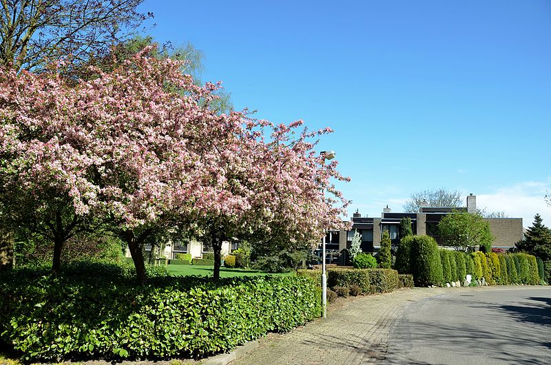 File:Spring colours at Menthenberg patiohouse at 30 April 2012 - panoramio.jpg