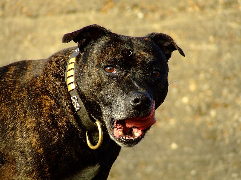 File:Staffordshire Bull Terrier brindle portrait.jpg