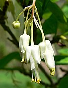 Fleurs de Staphylea bolanderi