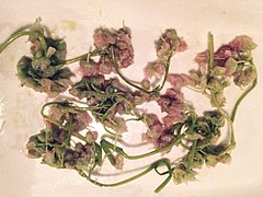 inflorescences de Staphylea colchica (djondjoli) consommées comme condiment en fermentation lactique