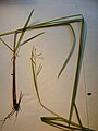 Starr 030405-0424 Paspalum scrobiculatum.jpg