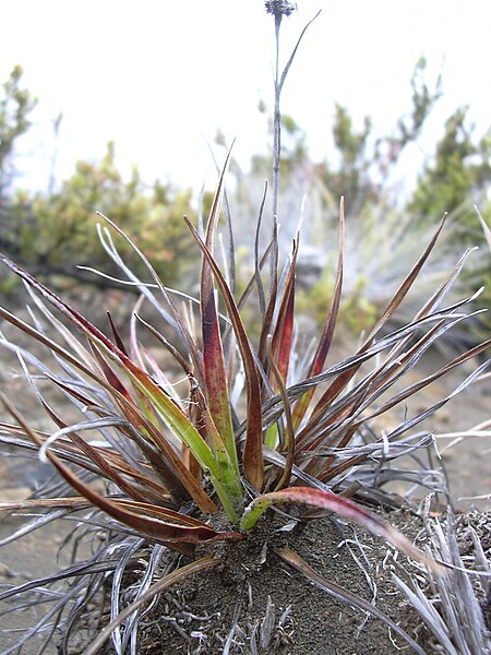 File:Starr 040723-0316 Luzula hawaiiensis.jpg