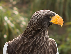 Steller's Sea Eagle, Blijdorp Zoo