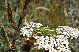 Sorapagus catalaunicus