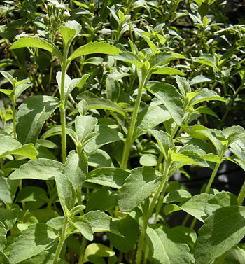 English: Stevia rebaudiana foliage