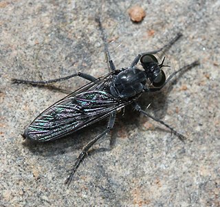 <i>Stichopogon catulus</i> Species of fly