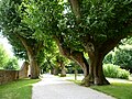 Deutsch: 250-jährige Lindenbäume English: 250-year-old linden trees