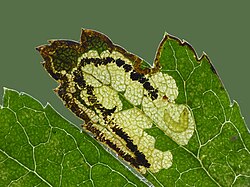 Stigmella regiella, mine (9537000806).jpg