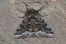 Gemuk Spanworm Ngengat (Lycia ursaria) - Guelph, Ontario 2017-04-03.jpg