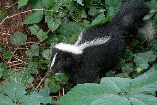 Striped Skunk (Mephitis mephitis), Juvenile - Guelph