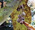 Styrax dasyanthus - fruits.jpg