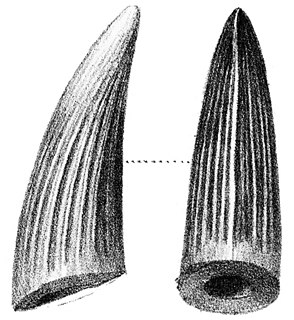 <i>Suchosaurus</i> Extinct genus of reptiles