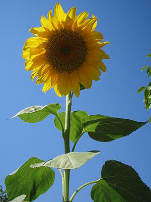 Almindelig Solsikke: Arter i slægten Helianthus i familien Asteraceae