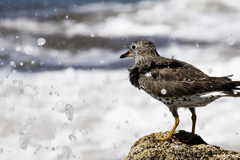 File:Surfbird las penitas.JPG