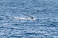 Sydney (AU), Pacific Ocean, Humpback Whales -- 2019 -- 3375.jpg