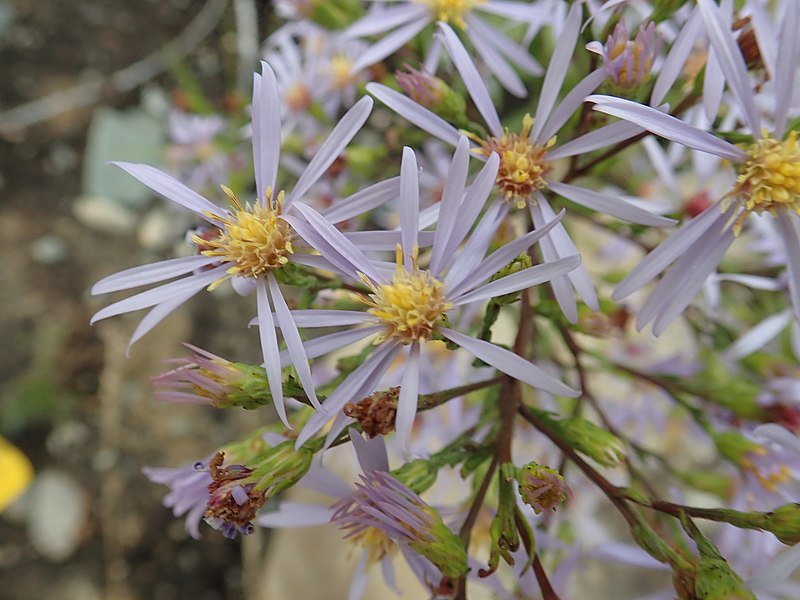 File:Symphyotrichum ciliolatum imported from iNaturalist photo 51337872 on 7 January 2020.jpg