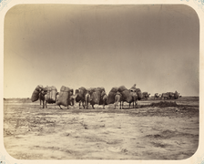 Caravana en Sir Daria, Álbum del Turquestán, ca. 1865-1872.
