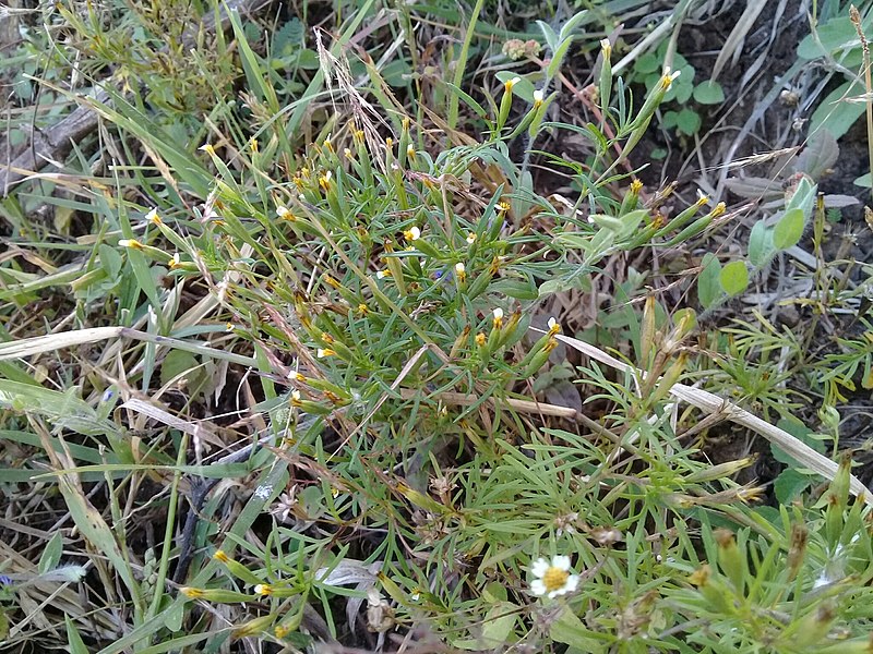 File:Tagetes micrantha.jpg