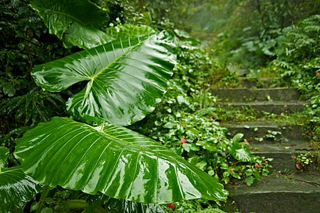 Pokok Keladi Seberang