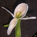 Tall White Northern Bog Orchid (3815585055).jpg