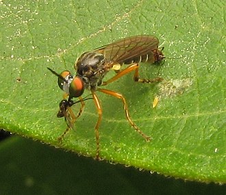 T. octopunctatus and prey Taracticus octopunctatus and prey.jpg