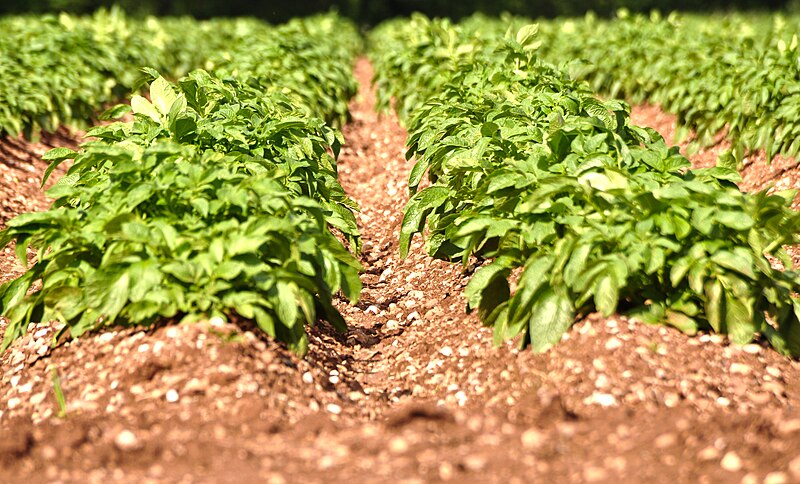 File:Taunton Deane District , Crops Growing - geograph.org.uk - 4024082.jpg