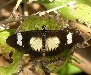 Telchinia esebria, Iphithi Natuurreservaat, b.jpg