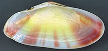 Tellina radiata (моллюск восходящего солнца) (остров Сан-Сальвадор, Багамы) 2 (15570656103) .jpg
