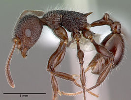 Temnothorax salvini