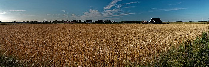 Veld met gerst (Texel, 2010)