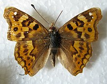 Thaleropis ionia male.JPG