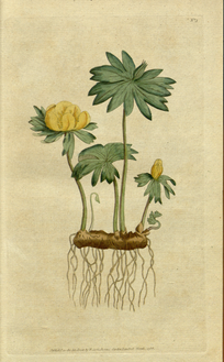 The Botanical Magazine, Plate 3 (Volume 1, 1787).png