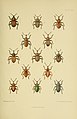 The Coleoptera of the British islands (Plate 163) (8570737227).jpg