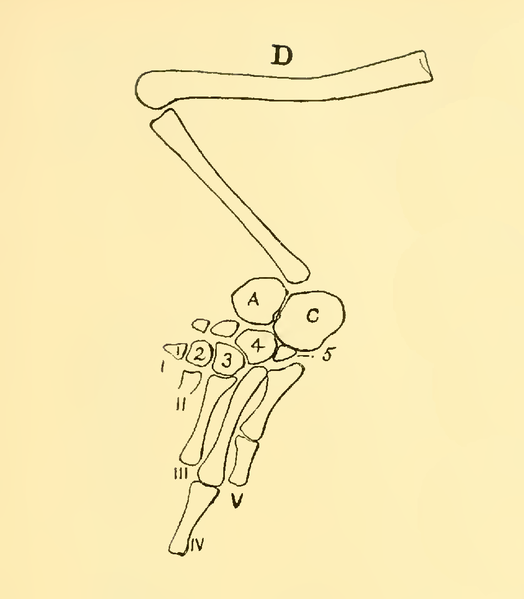 File:The Osteology of the Reptiles-189 jhb kijhn iuh.png