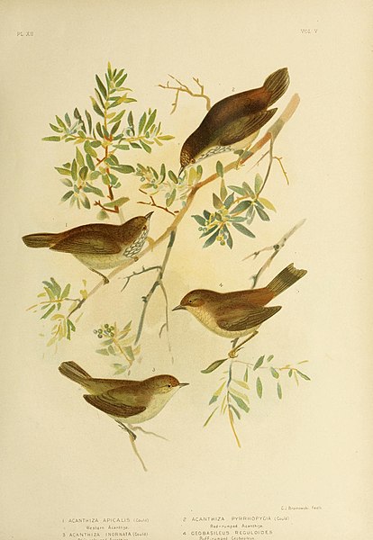 File:The birds of Australia (16804538629).jpg