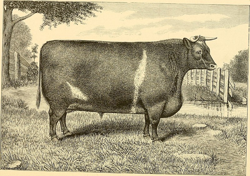 File:The breeds of live stock, and the principles of heredity (1887) (14778123921).jpg