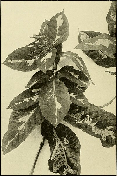 File:The ornamental trees of Hawaii (1917) (14765996205).jpg