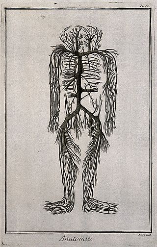 <span class="mw-page-title-main">Evelyn tables</span> 17th century anatomical preparations